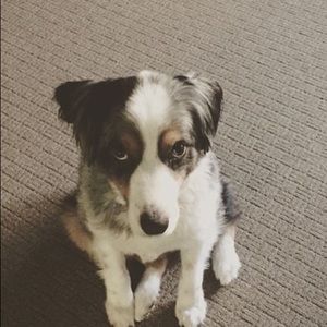 Meet your Posher, Trey